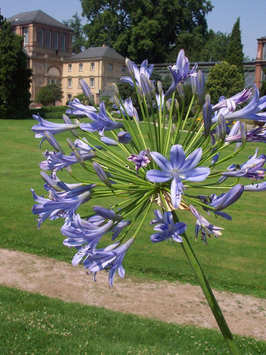 Botanischer Garten Karlsruhe, Agapanthus