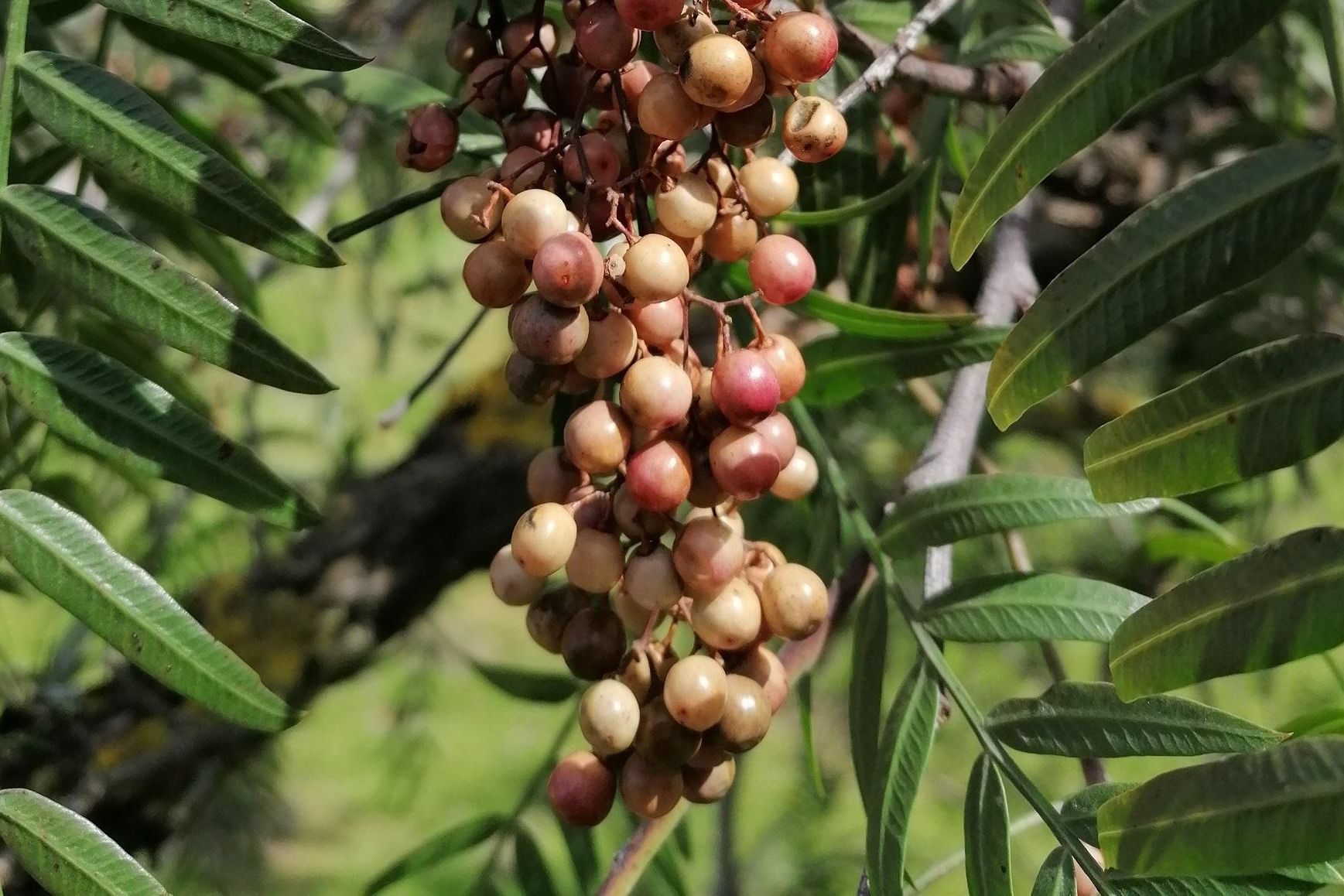 Botanischer Garten Karlsruhe, Pfefferbaum im Bereich des Wintergartens