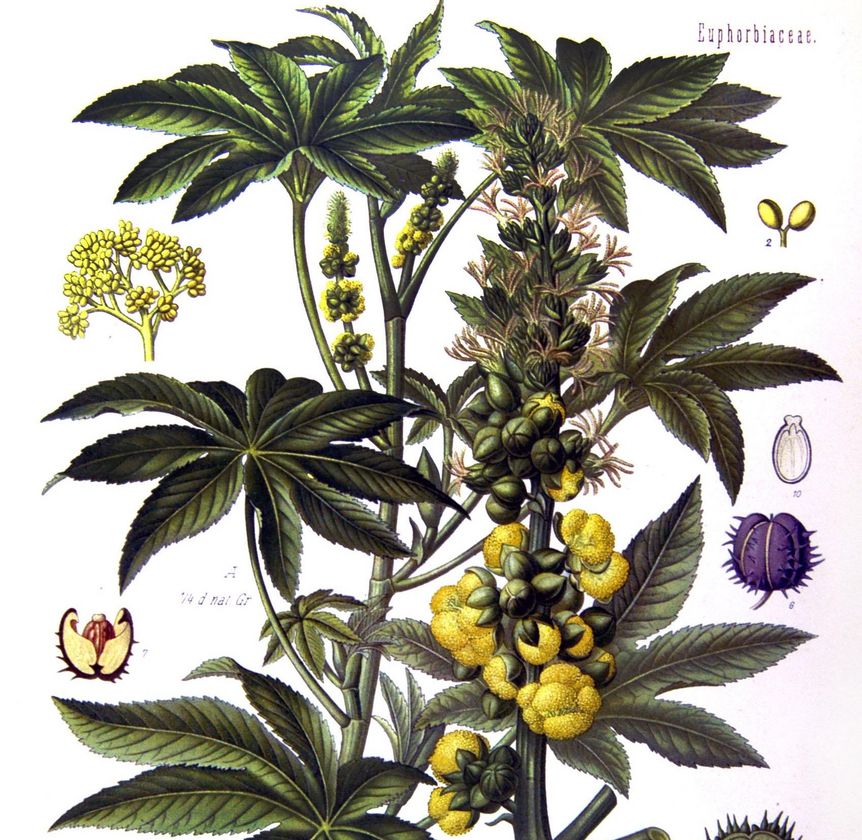 Ricinus communis